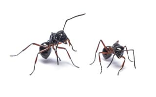 Désinsectisation traitement des fourmis Rhône