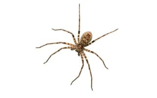 Désinsectisation des araignées Haut-Rhin
