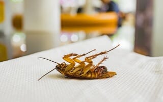 Désinsectisation à Essert