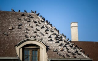 Dépigeonnage en Alsace