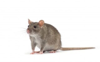 Dératisation des Rats et Souris à Saint Louis