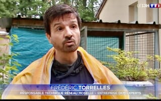 Journal TV de TF1 / DKM Experts contre la prolifération et la destruction des nids de chenilles processionnaires