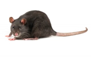 Entreprise de dératisation Rats & Souris Bas-Rhin