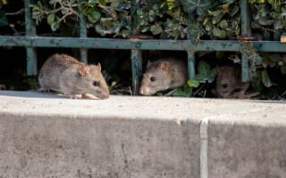 Dératisation des rats et souris dans le Rhône à Lyon