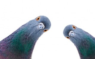 Dépigeonnage en Alsace