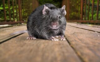 Dératisation des rats et souris Alpes-Maritimes