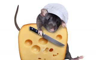 Dératisation des rats et souris à Lyon et Rhône-Alpes