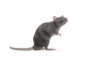 Dératisation Rats & Souris en Lorraine 