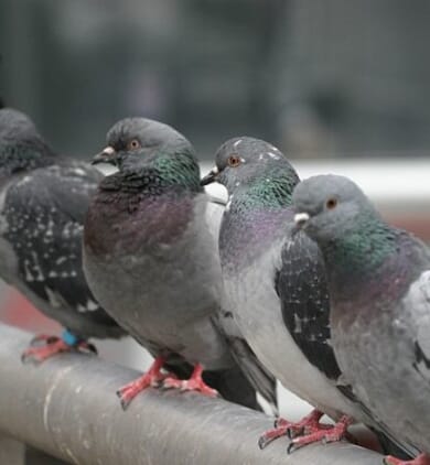 16186_373_pigeon5