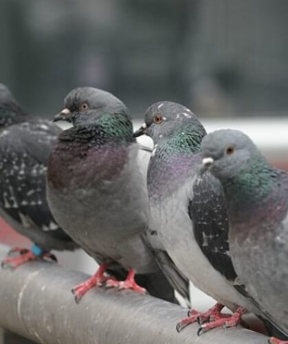 16186_373_pigeon5