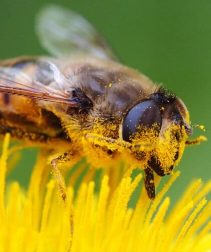abeilles dkm