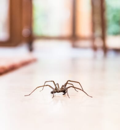 Anti araignée : produits pour s'en débarrasser en 2024