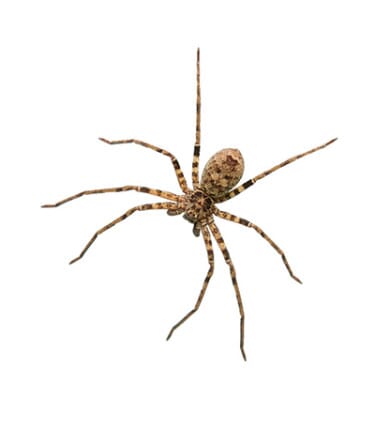 Trois araignées potentiellement mortelles dans un supermarché