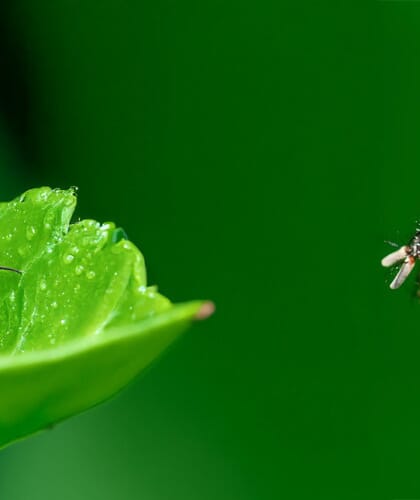 banniere_mouche_moustique_verte
