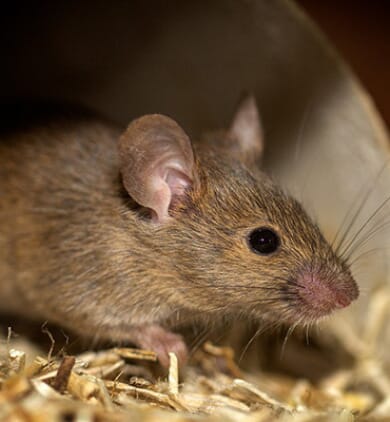 cout-souris-084240-650-400