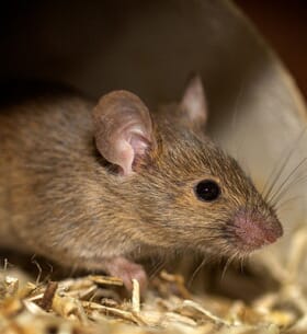 cout-souris-084240-650-400