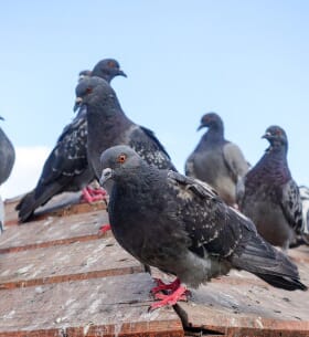 Dépigeonnage Belfort