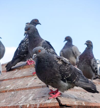 Dépigeonnage Belfort
