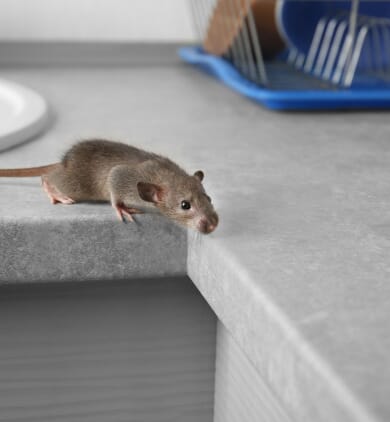 Dératisation Rats & Souris traitements Bio