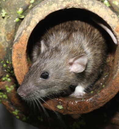 Dératisation : lutter contre les rats et souris | DKM Experts