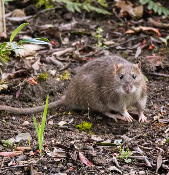 Dératisation à Aix-en-Provence : Rats et Souris