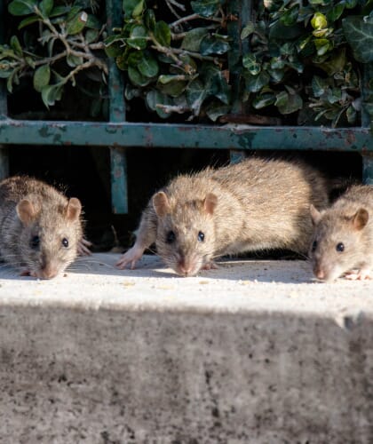 Dératisation des rats et souris Marseille 