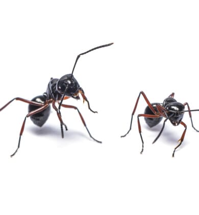 Dangereuse pour l'homme et les animaux, quelle est la fourmi