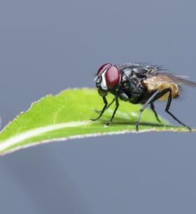 Mouche