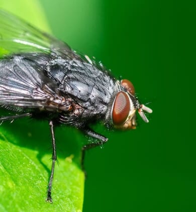 mouche_feuille_verte