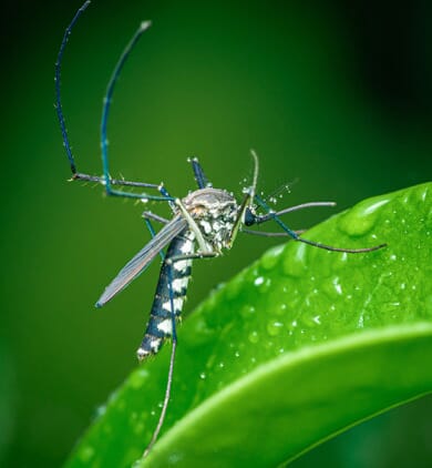 moustique_feuille_verte