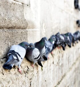 Pigeons facade loire saint etienne