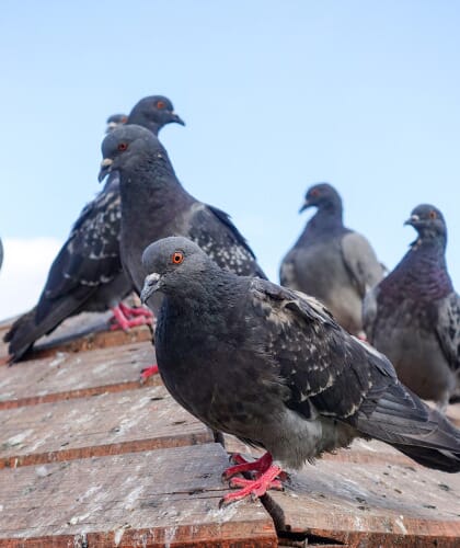 Pigeons Haut-Rhin