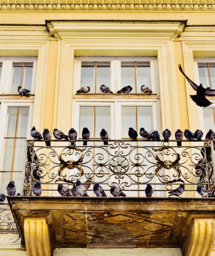 Pigeons1 2
