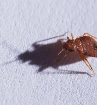 Punaises de lit