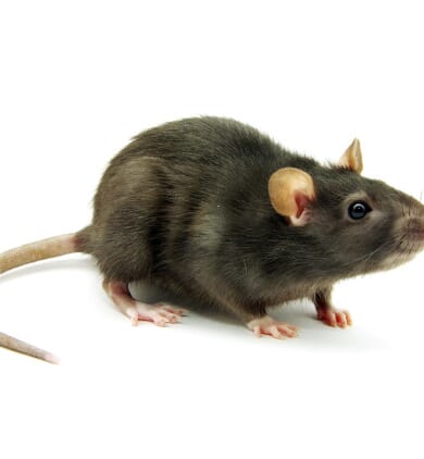 Rat noir