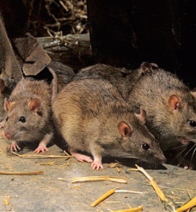 rats Loire saint etienne