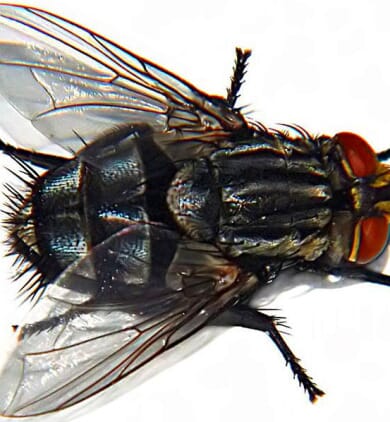 Sarcophaga_carnaria_(Reynaldo)