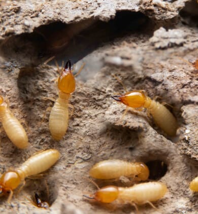 Pessac : Traitement termites, insectes xylophages, mérule - SOLUTY