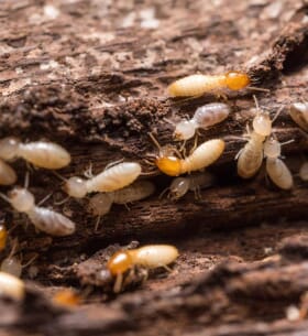 termite-bois-mangent-poutre-1