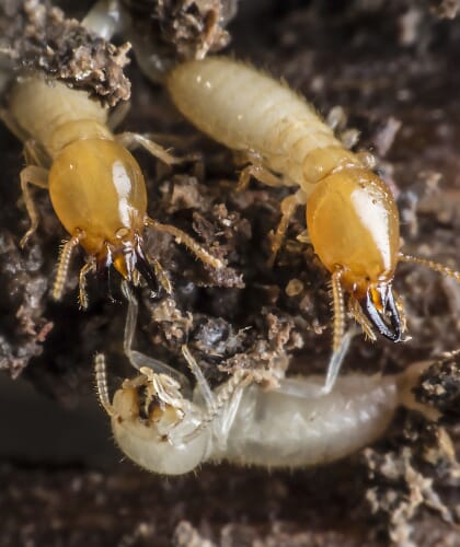 Termites