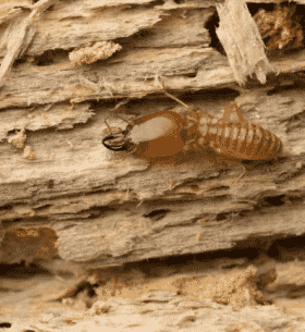 TTBR-isolation_la_rochelle-traitement-termite