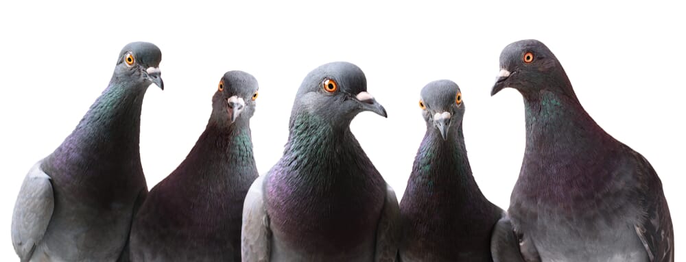 pose pic anti pigeon balcon à vendre dans boutique de dératisation à Lyon  69003 - NuisiProtect - NuisiProtect