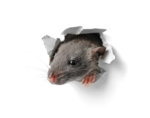 Entreprise Dératisation : Rats, Souris, Mulots, Martres, Fouines