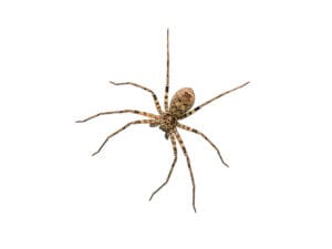 traitement araignées à Neuville Sur Saone