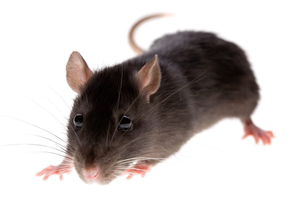 Présence de rats, quels sont les risques ? • CEJIP GROUPE