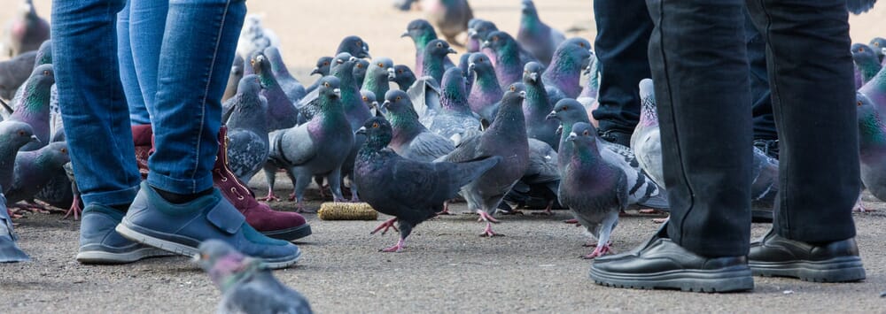 La lutte contre les pigeons ou dépigeonnage - SOLUTY