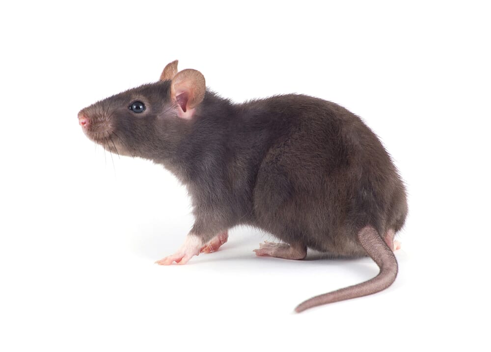 Dératisation des Rats et Souris Annecy