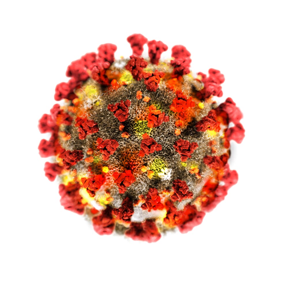 Le coronavirus SARS-CoV-2 (ou 2019-nCoV) NE PEUT PAS infecter les chiens (ou être transmis par eux) Le coronavirus SARS-CoV-2 (ou 2019-nCoV) NE PEUT PAS infecter les chiens (ou être transmis par eux)