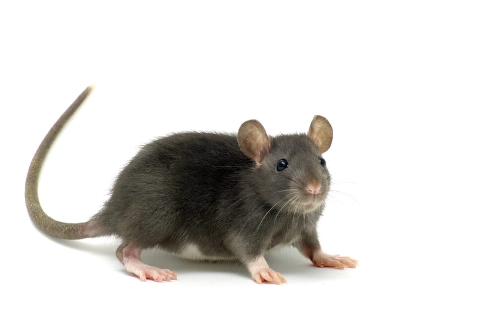 Boîte Poste Appât Rat - Produit Anti-Rat - Eradicateur